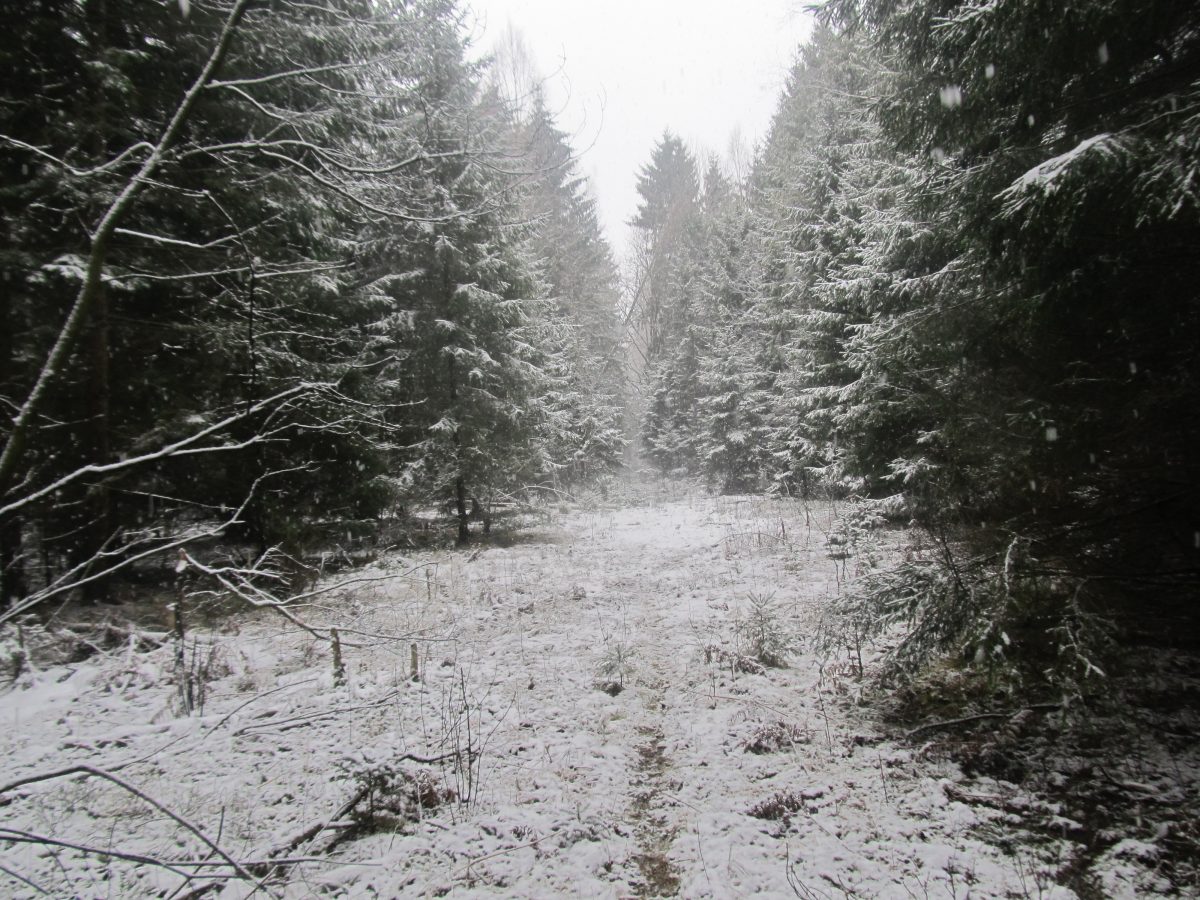 Заказник зимой