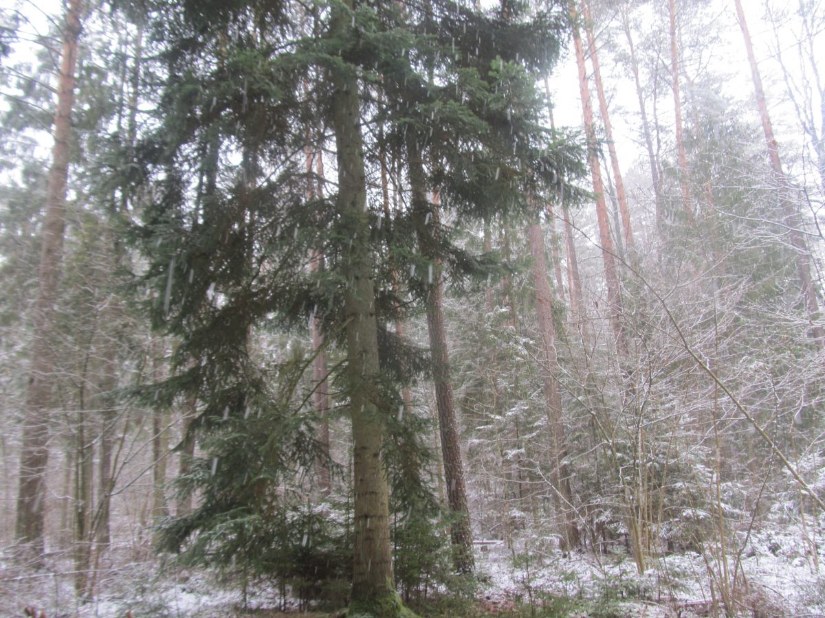 Заказник зимой