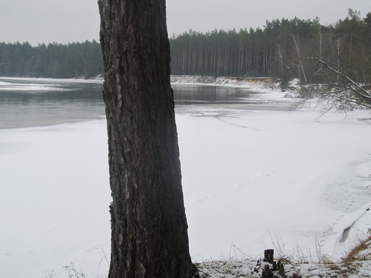 Заказник зимой