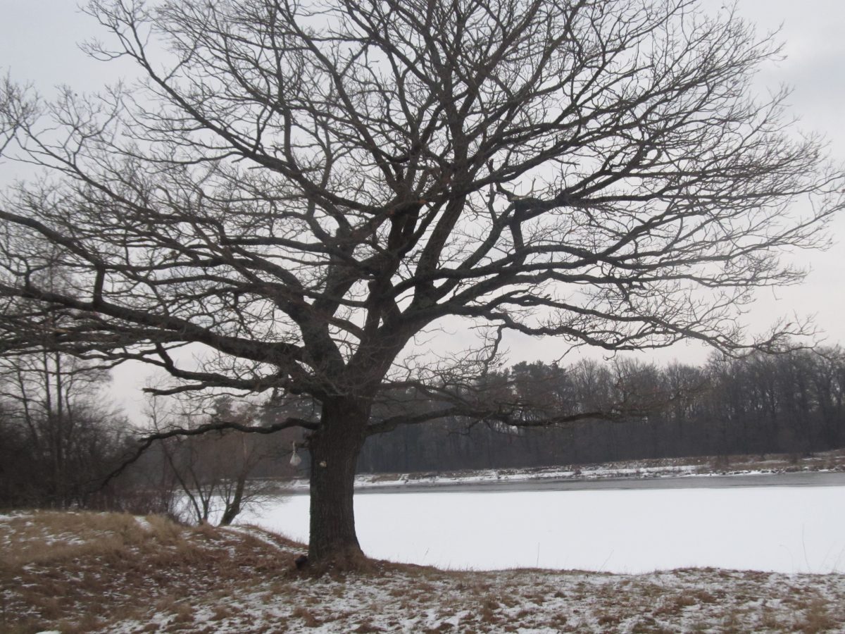 Заказник зимой