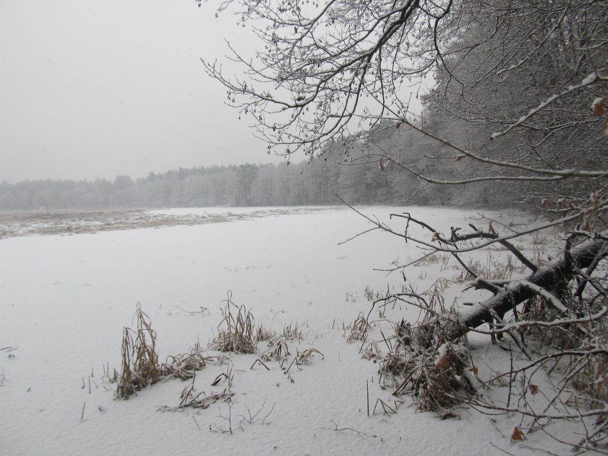 Заказник зимой