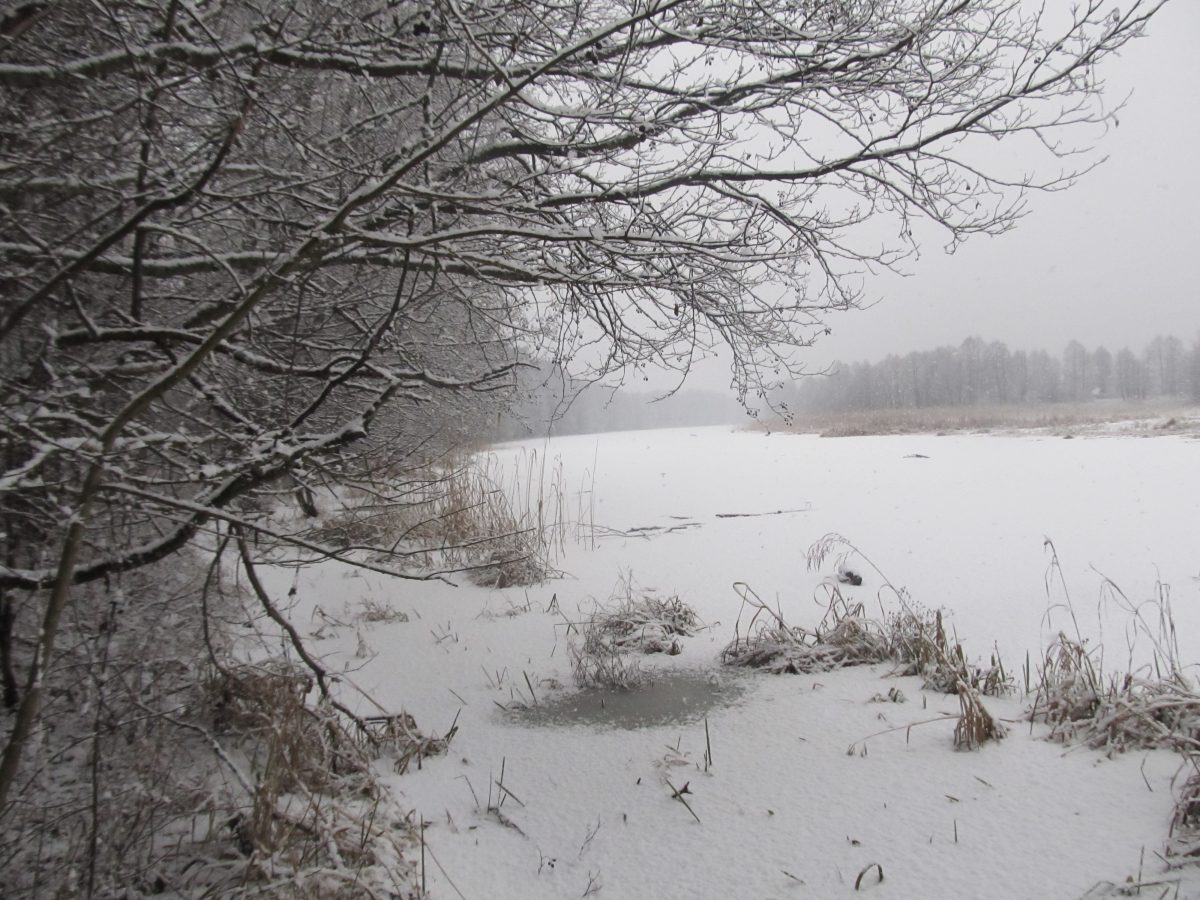 Заказник зимой