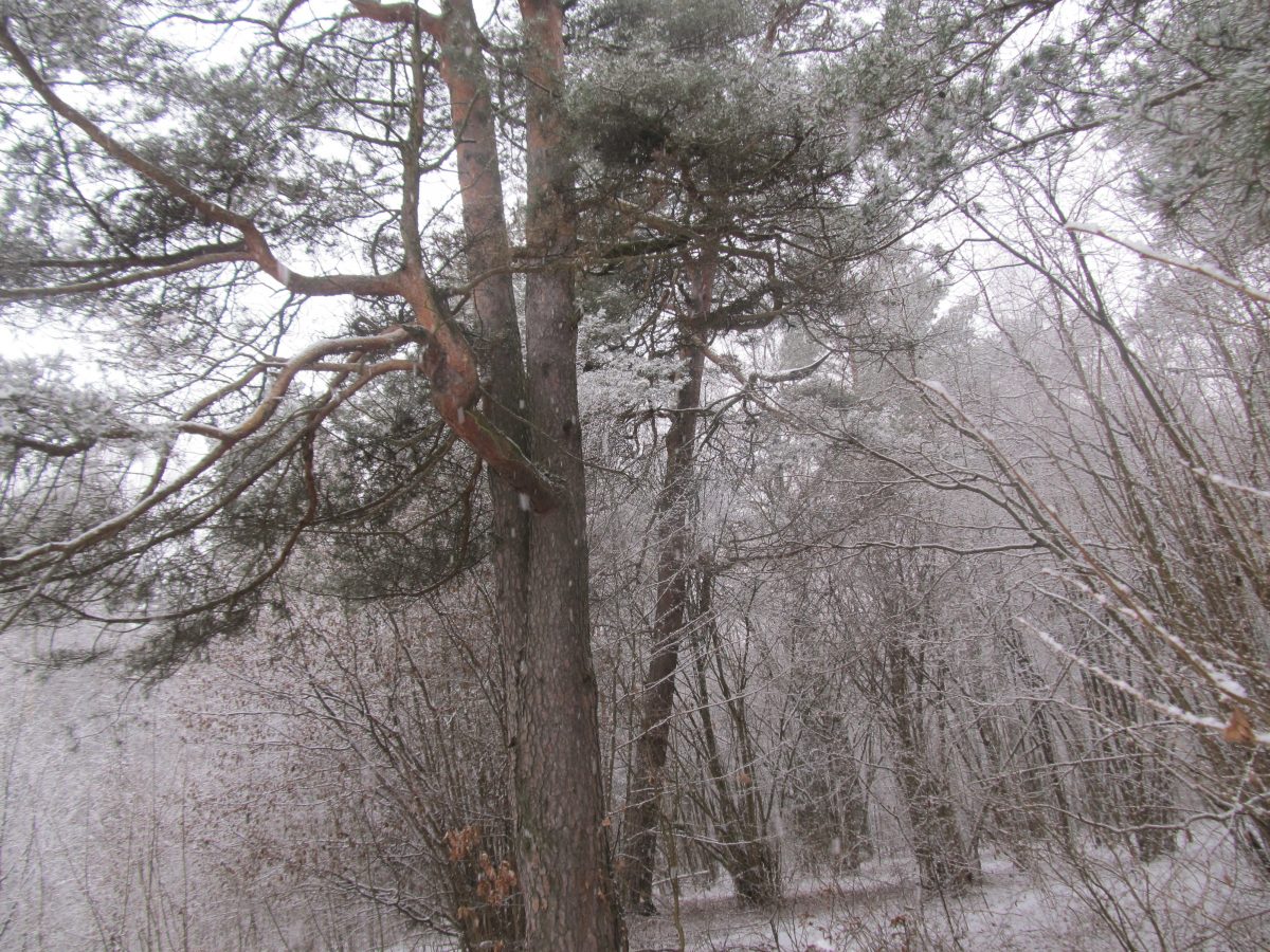 Заказник зимой