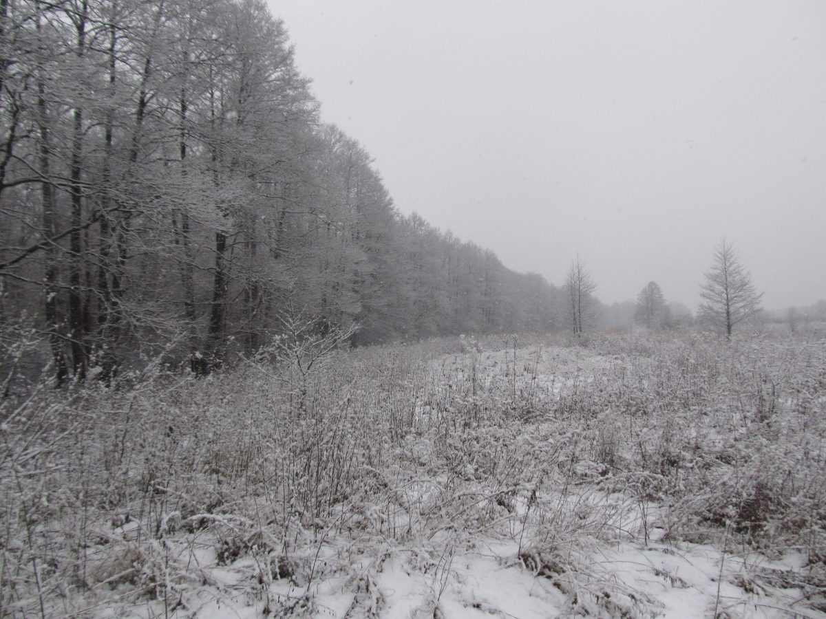 Заказник зимой