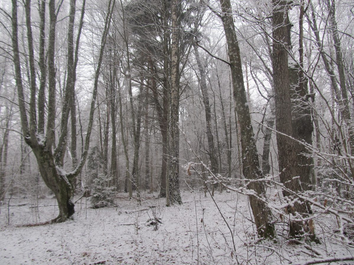 Заказник зимой